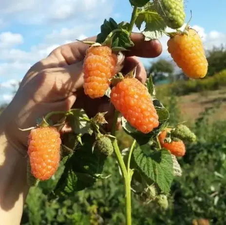 Малина "Оранжевое чудо"